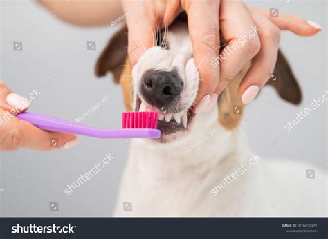 Woman Brushing Her Dog Jack Russell Stock Photo 2016670979 | Shutterstock