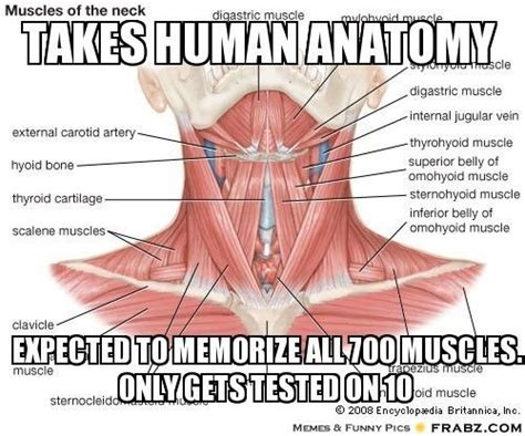 studying for anatomy memes - Google Search | Neck muscle anatomy, Muscles of the neck, Muscle ...