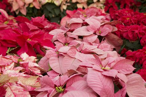 Poinsettias: Tips, Care, and Fun Facts for the Holidays