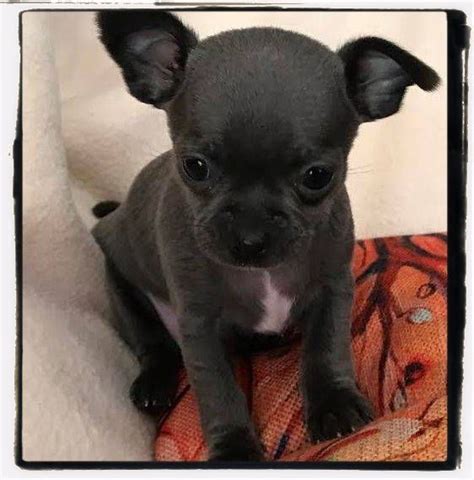 Blue Chihuahua Puppies for Sale, Chihuahua Puppies for Sale