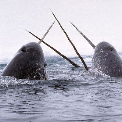 What is narwhal 'horn' really made of? | Ocean animals, Narwhal pictures, Ocean creatures