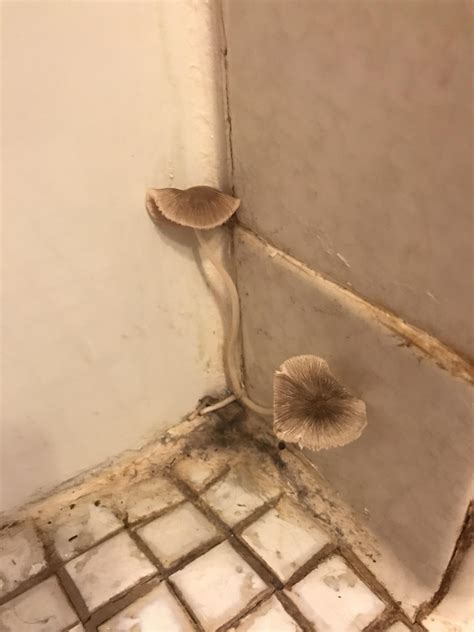 There are mushrooms growing in my bathroom. : r/ShroomsInRooms