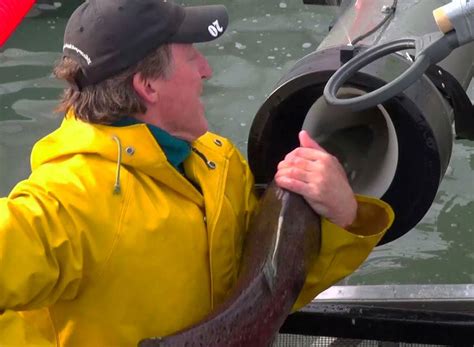 the ‘salmon cannon’ video sensation that shoots fish over a dam ...