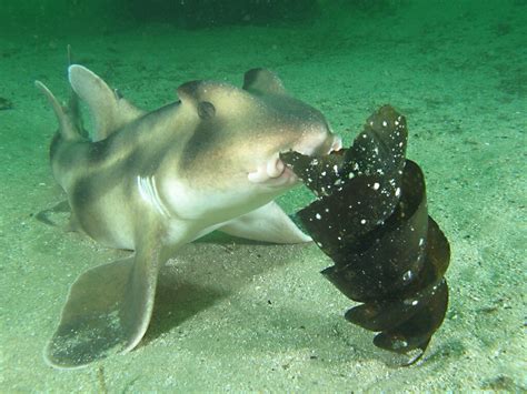 Horn and Angel Sharks - Predators on the Seabed | hubpages