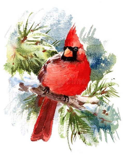 Cardinal Bird Watercolor Winter Illustration Hand Drawn stock ...