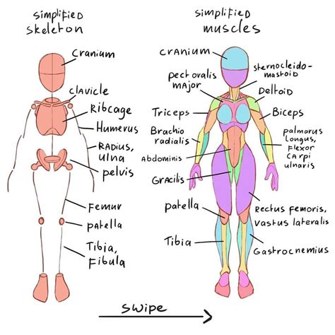 Working on tge anatomy book. Someone asked to add the muscles names. Would you like … | Tutorial ...