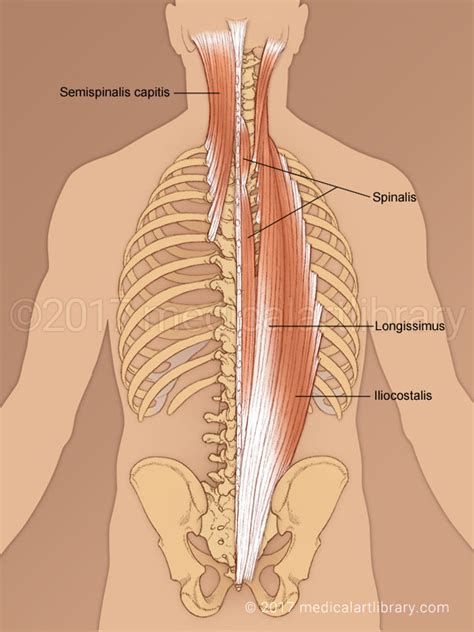 Erector Spinae - Medical Art Library