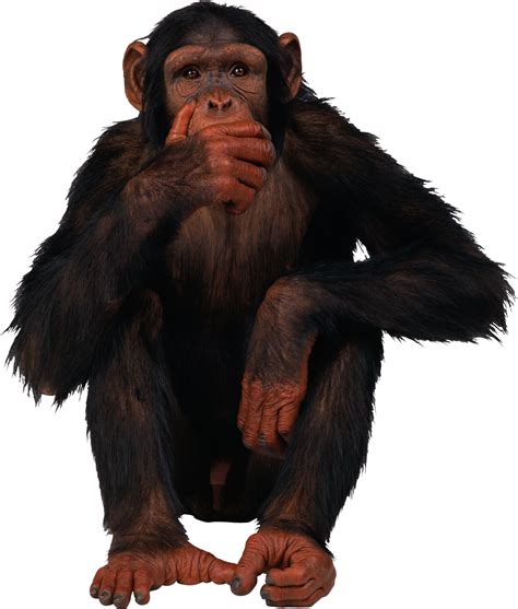 Monkey PNG