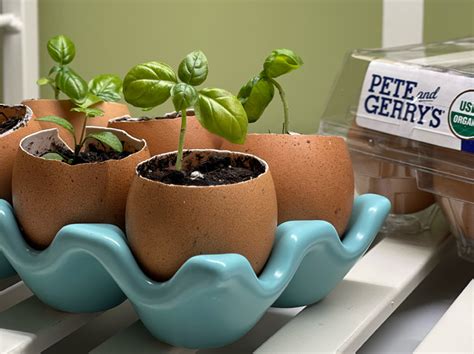 Grow Seeds in an Eggshell, Centerpiece Idea