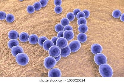 7 Peptostreptococcus anaerobius 图片、库存照片和矢量图 | Shutterstock