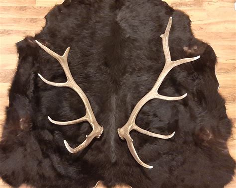 Elk Shed Antlers for sale | Only 3 left at -65%