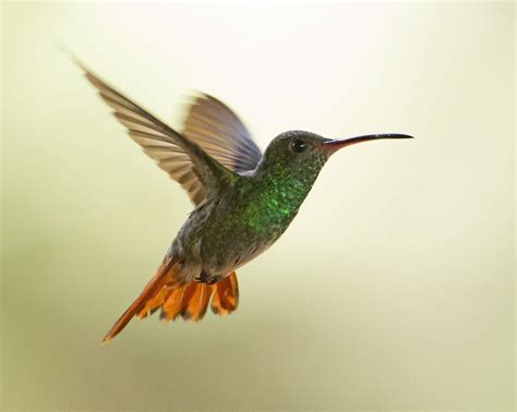 Hummingbird In Flight