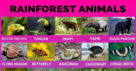 Rainforest Animals: 40 Amazing Animals Found in the Rainforest - Visual Dictionary