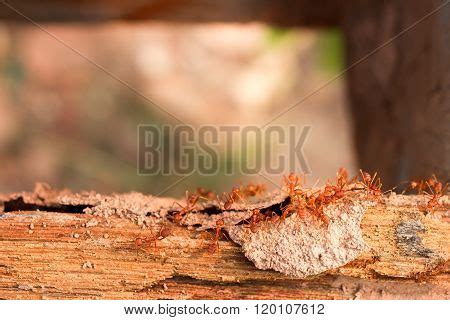 Termites, Ants Image & Photo (Free Trial) | Bigstock