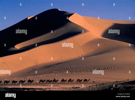 Camel caravan with sand dune at sunset Dunhuang Gansu Province Silk ...