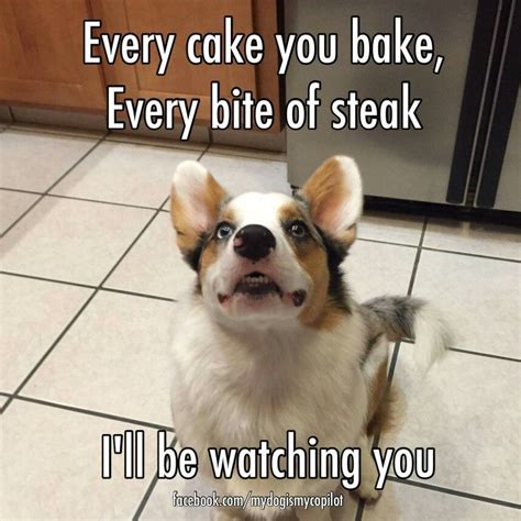 Corgi memes, Corgi, Corgi funny