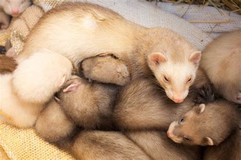 Ferret momma and her cute baby fuzzies!! | Ferret baby, Ferret, Cute ferrets