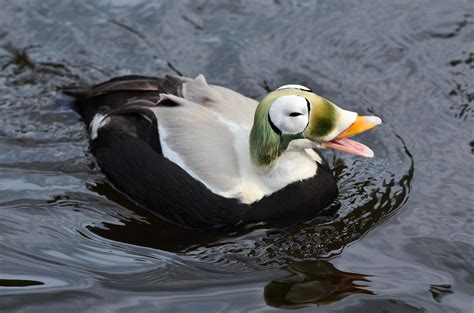 The Spectacled Eider, a sea duck that ranges from the coasts of Alaska to northeastern Siberia ...