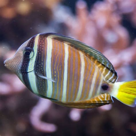 Sailfin Tang - Small, Zebrasoma Veliferum | Kraken Corals