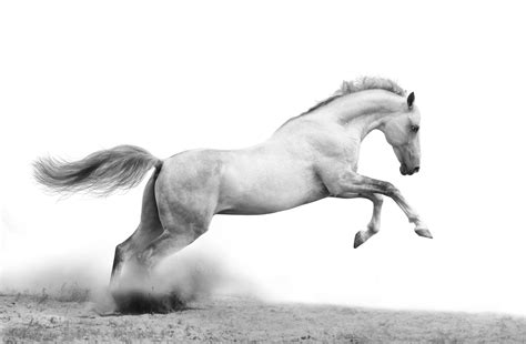 Download Animal Horse 4k Ultra HD Wallpaper