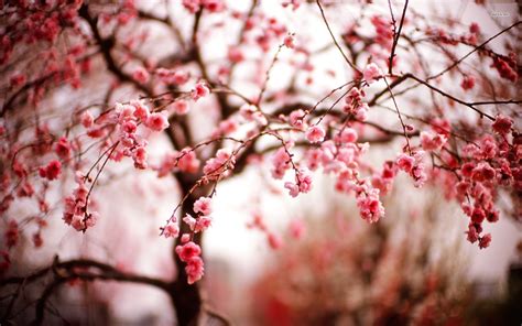 Blossom Wallpapers | HD Background Images | Photos | Pictures – YL Computing