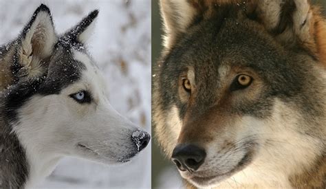 White Wolf : Arctic Huskies DNA related to ancient Siberian wolf