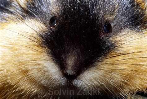 Norway Lemming | Animals, Cute animals, Small pets