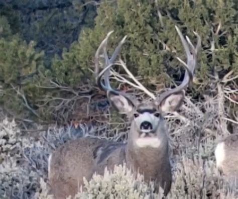 The Biggest Kaibab Mule Deer in 2018 - Exclusive Pursuit Outfitters, LLC