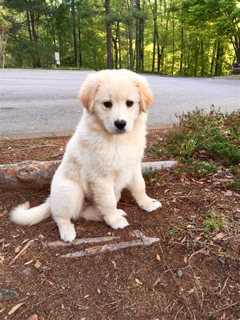 Are Labrador Retrievers Part Golden Retriever