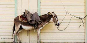 Donkey vs Burro - What is the difference? - Equine Desire