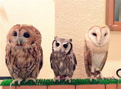 One Of The Tokyo s Owl Cafes | Lipstick Alley