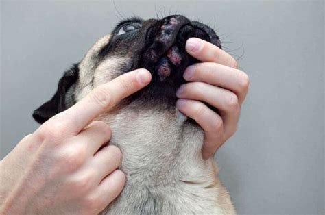 Cutaneous Mucinosis in Dogs Symptoms, Causes, Diagnosis, Treatment, Recovery, Management, Cost