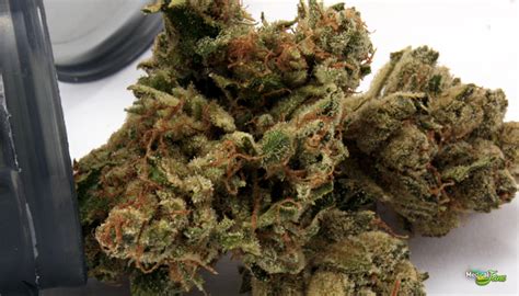 White Fire Marijuana Strain (Review)