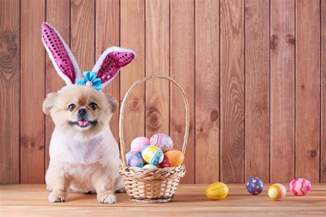 Cute Easter Dog Wallpapers - Top Free Cute Easter Dog Backgrounds ...