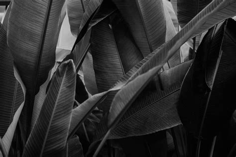 Banana Leaf Print | Lydia Harper Photography