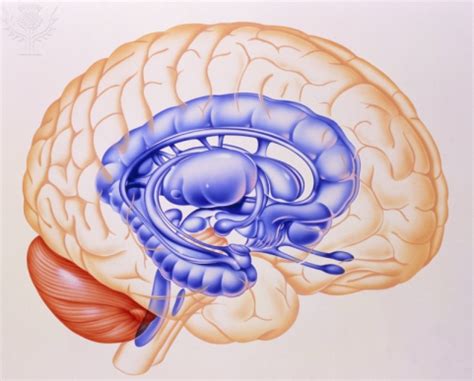 Other Functional Organizations of the Cerebrum