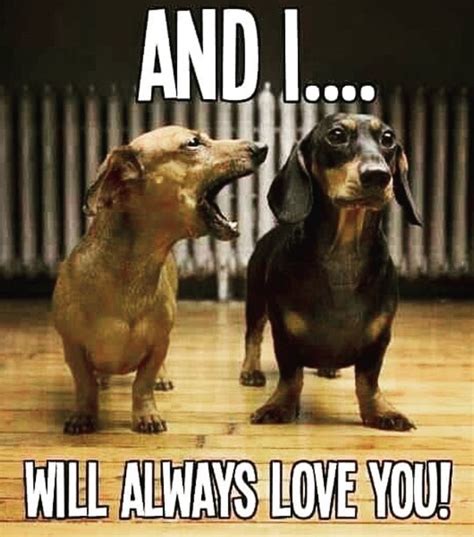 16 Best Dachshund Memes - Page 2 of 6 - The Dogman