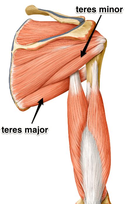 Teres Major Diagram | Quizlet