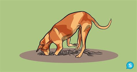 47) Digging This is a sign of boredom. Save your yard by making sure your dog gets daily ...