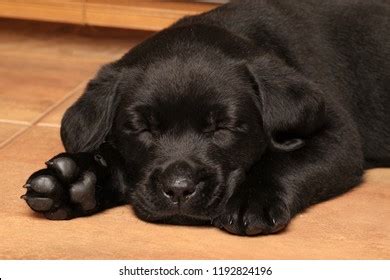 Black Labrador Puppy Sleep On Floor Stock Photo 1192824196 | Shutterstock