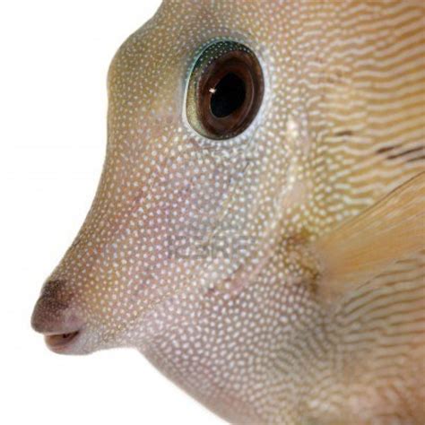 Close-up of Scopas Tang or Twotone Tang, Zebrasoma scopas, in.. | White background photo ...