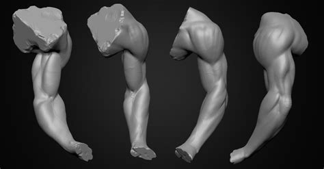 ArtStation - Arm Anatomy Study