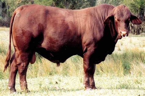 Santa Gertrudis cattle are a tropical beef breed of cattle developed in ...