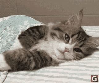 Cat Resting GIF - ChillCat Rest CuteCat - Discover & Share GIFs