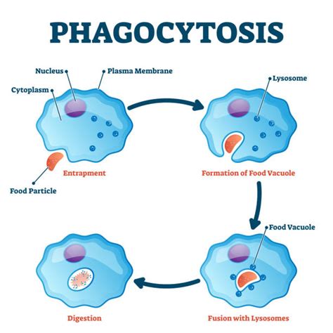 Endocytosis Illustrations, Royalty-Free Vector Graphics & Clip Art - iStock