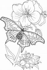 Free Printable Coloring Pages Adults Only  Home sketch template