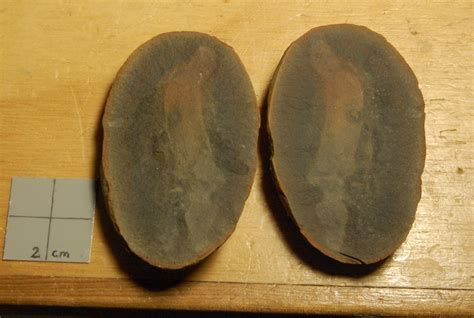 Couple of Mazon Creek IDs needed - Fossil ID - The Fossil Forum