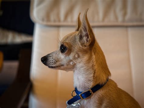 12 Facts About Deer Head Chihuahuas - I Love My Chi