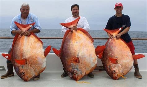 Rare opah catch might be a world record - Men's Journal