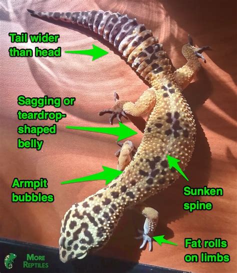 Is My Leopard Gecko Overweight? - ReptileStartUp.com